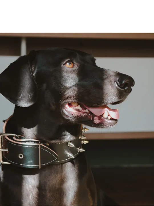 Cão sentado em um ambiente interno da Conforme Psicologia, usando coleira e olhando para a câmera.